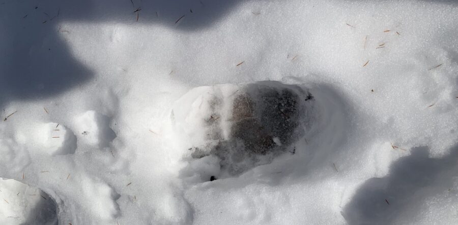 【情報更新】場内における熊の目撃情報はありません