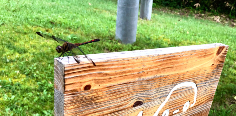 秋の足音🍁👣