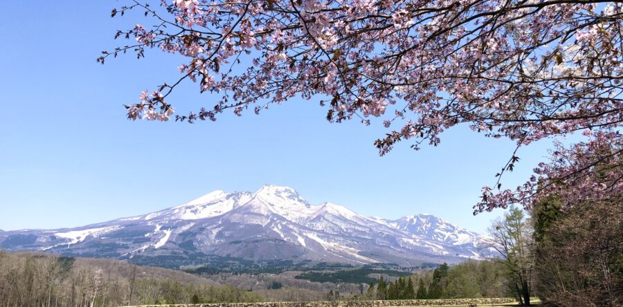 🌸お花見キャンプ🌸
