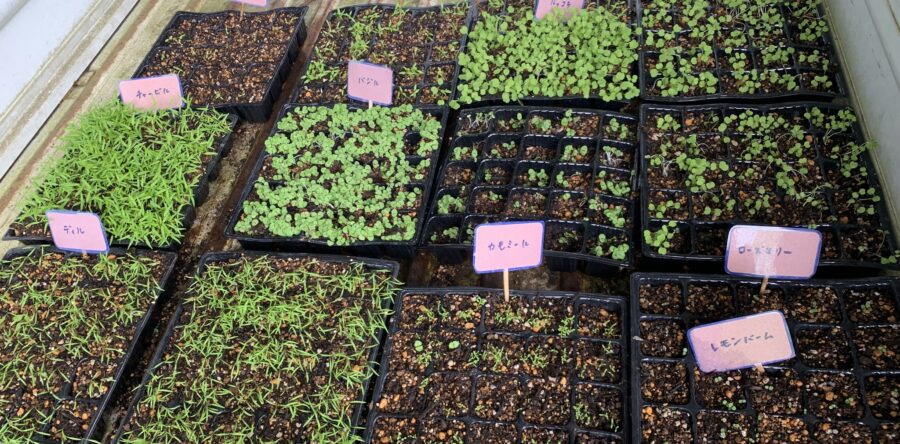 〜ハーブガーデン制作日記2🌿〜