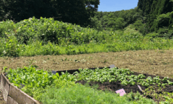 〜ハーブガーデン制作日記4🌿〜