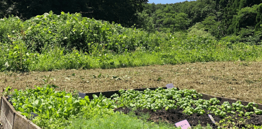 〜ハーブガーデン制作日記4🌿〜