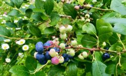 ブルーベリーの季節🫐