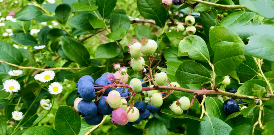 ブルーベリーの季節🫐