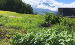 〜ハーブガーデン制作日記5🌿〜