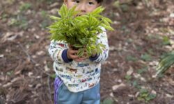 【季節の便り】山菜パラダイスの春！妙高山と花々に包まれる、やすらぎの森