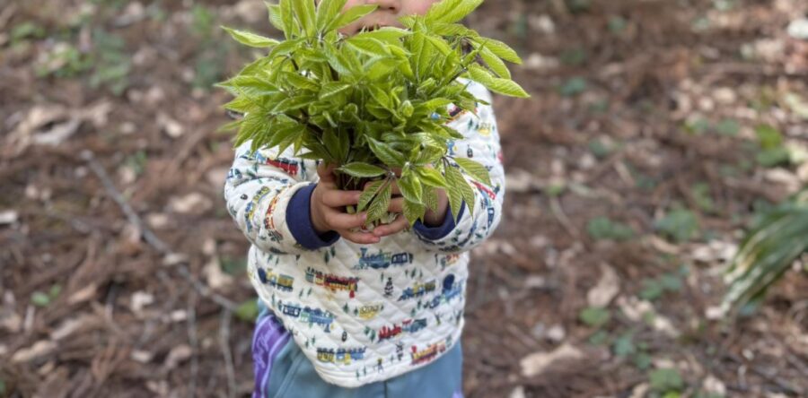 【季節の便り】山菜パラダイスの春！妙高山と花々に包まれる、やすらぎの森