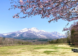 myoko_sakura